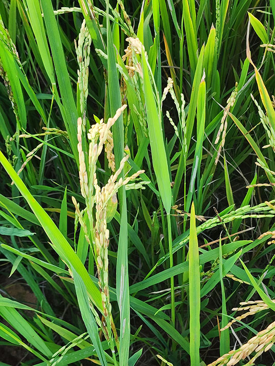 Multiple views of rice. Full image view opens in a new window.